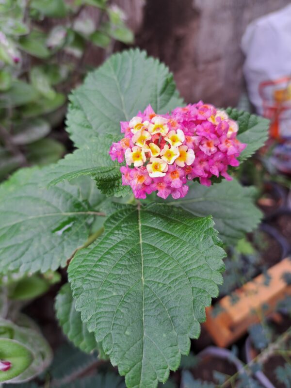Banderita Española (Lantana)