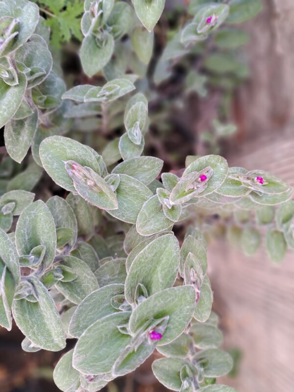 Planta Terciopelo Blanco