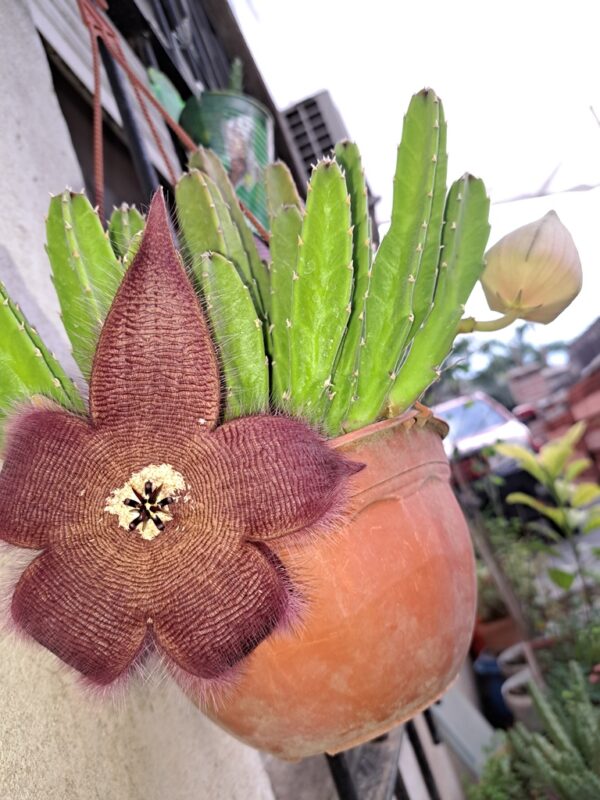 Estrella de Mar Africana - Stapelia Hirsuta