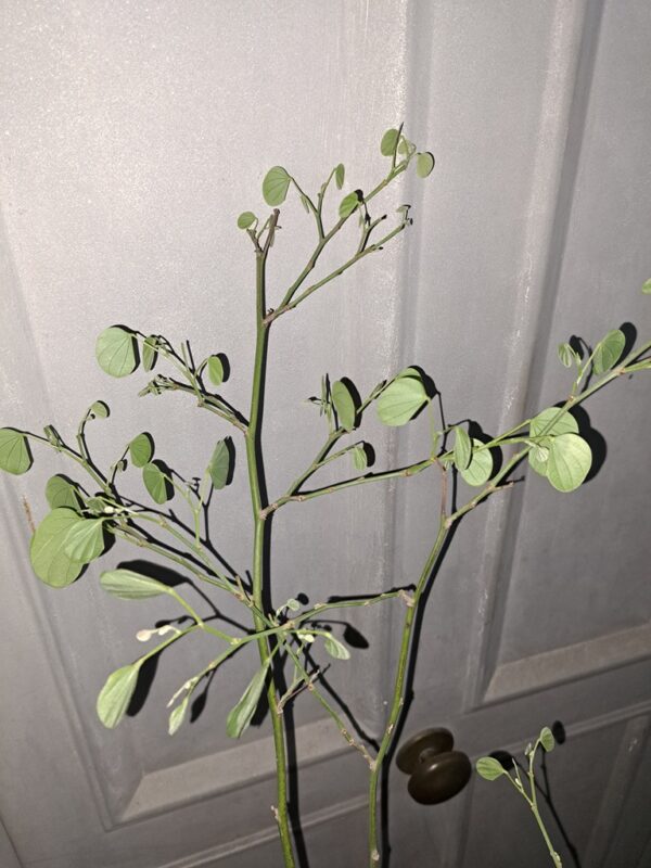 Bauhinia - Orquidea de Arbol o Pata de Buey