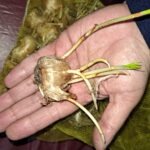 Imagen anterior del producto