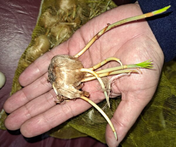 Bulbos de Azafrán - Crocus Sativos (Origen Paises Bajos)